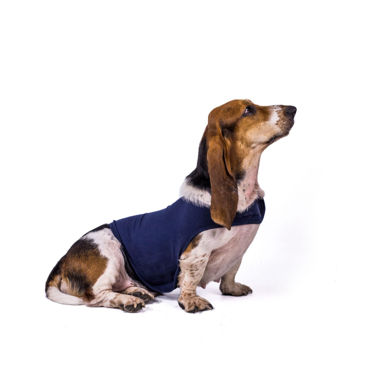 Dog Anxiety Comfort Clothing - Gentle Compression Wrap - in use