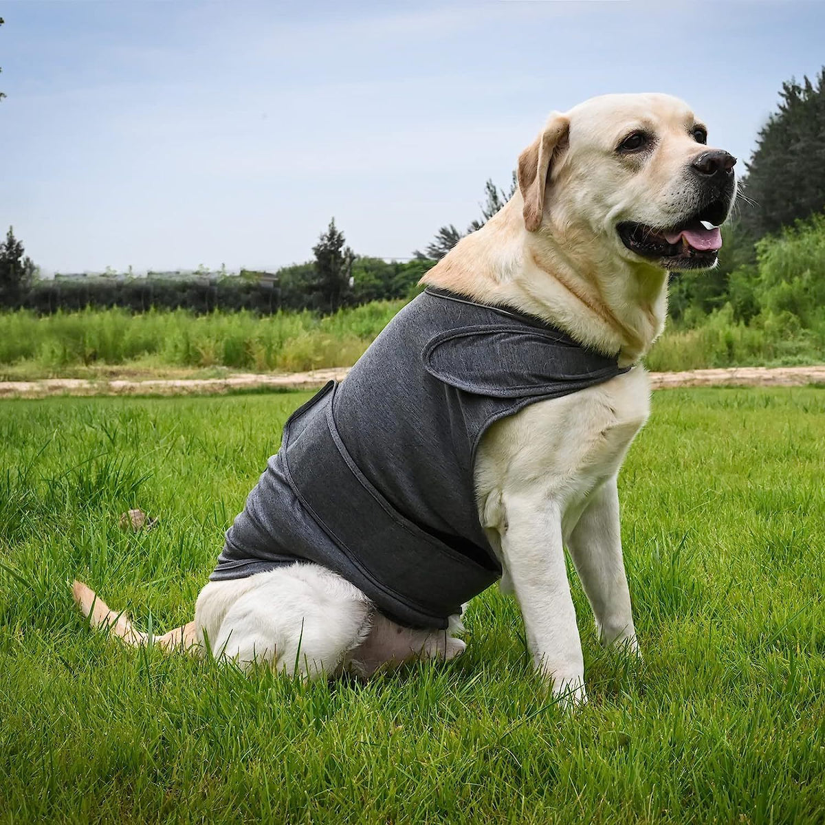 Dog Anxiety Vest - Breathable Thunder Jacket for Storm & Stress - in use